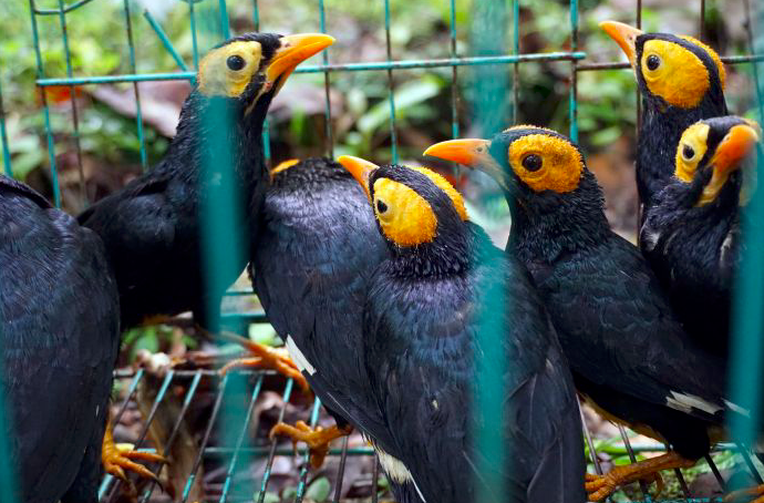 Burung Mino Muka Kuning berada di kandang sebelum dilepasliarkan di taman wisata alam Papua Barat.