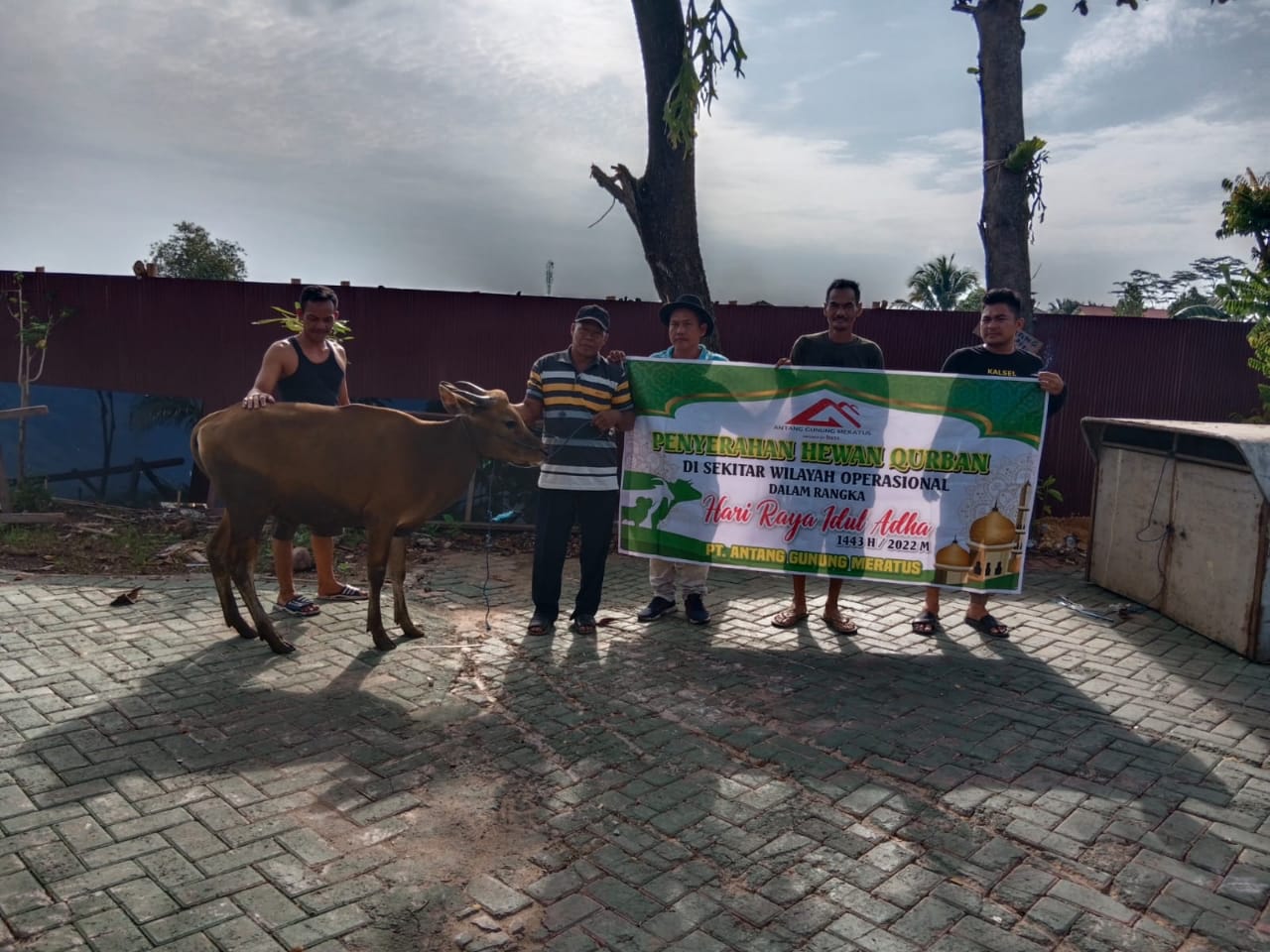 Pembagian sapi kurban oleh PT AGM untuk desa binaan di  Kabupaten Tapin dan Hulu Sungai Selatan. 