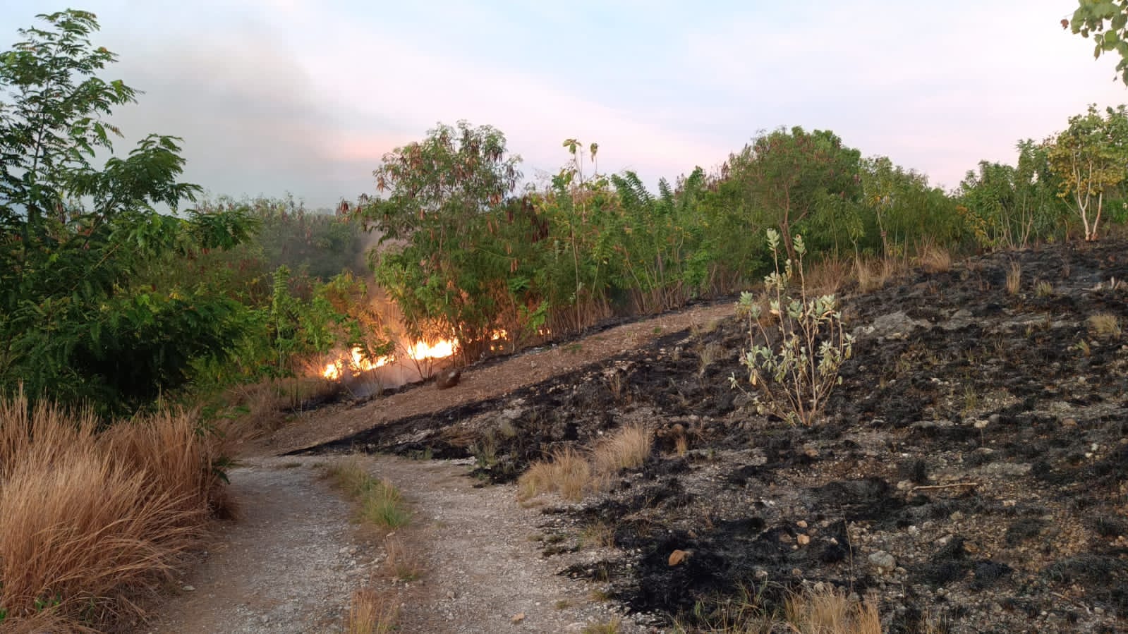 Jelang Puncak Musim Kemarau, Sumsel Ingatkan Waspada Karhutla
