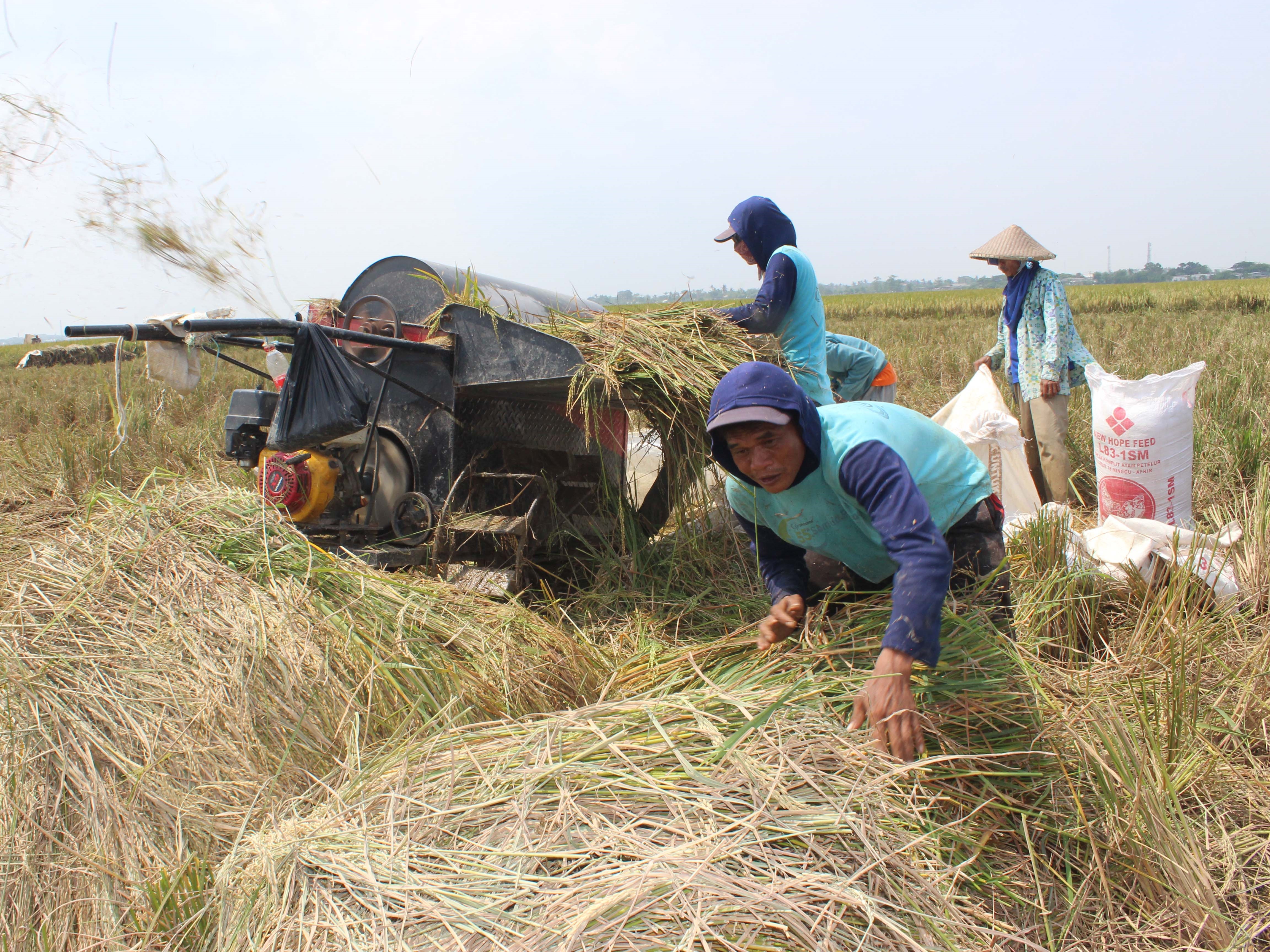 Petani merontokkan padi di areal persawahan di Bekasi, Jawa Barat, Senin (18/7/2022).