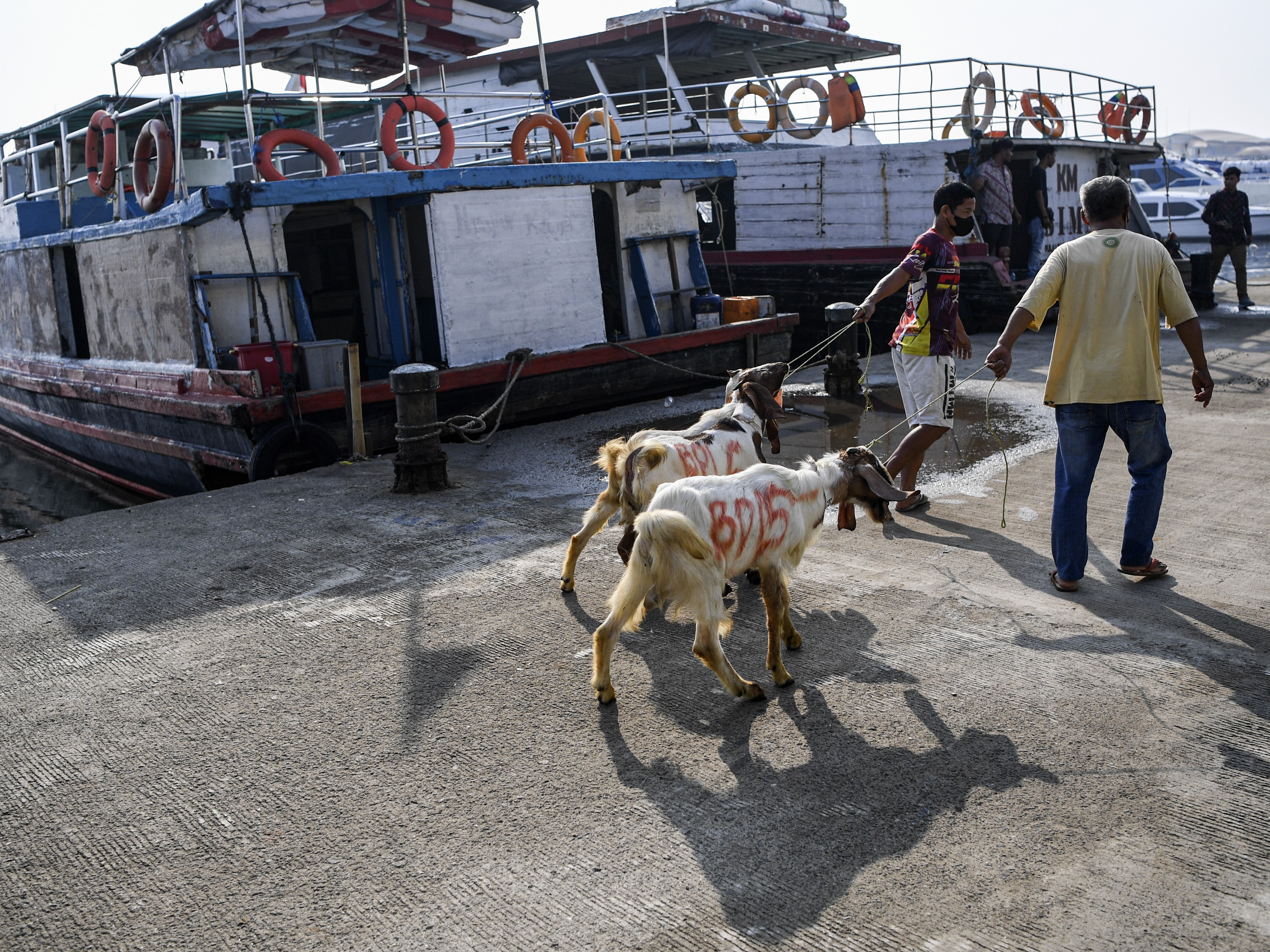 Petugas menarik kambing kurban yang akan dimasukkan ke kapal motor di Pelabuhan kaliadem, Muara Angke, Jakarta, Kamis (7/7).