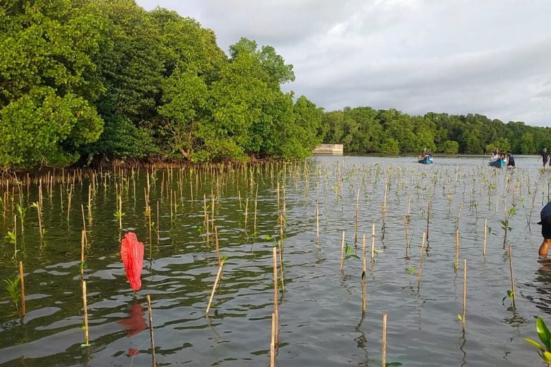 DKP Sulsel fokus menanam bibit mangrove di berbagai titik termasuk di Kabupaten Pangkep, Sulawesi Selatan. 