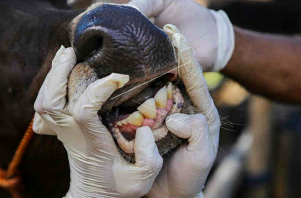 Petugas Dinas Ketahanan Pangan Kota Tangerang memeriksa mulut sapi di salah satu lokasi peternakan di Periuk, Kota Tangerang, Banten.