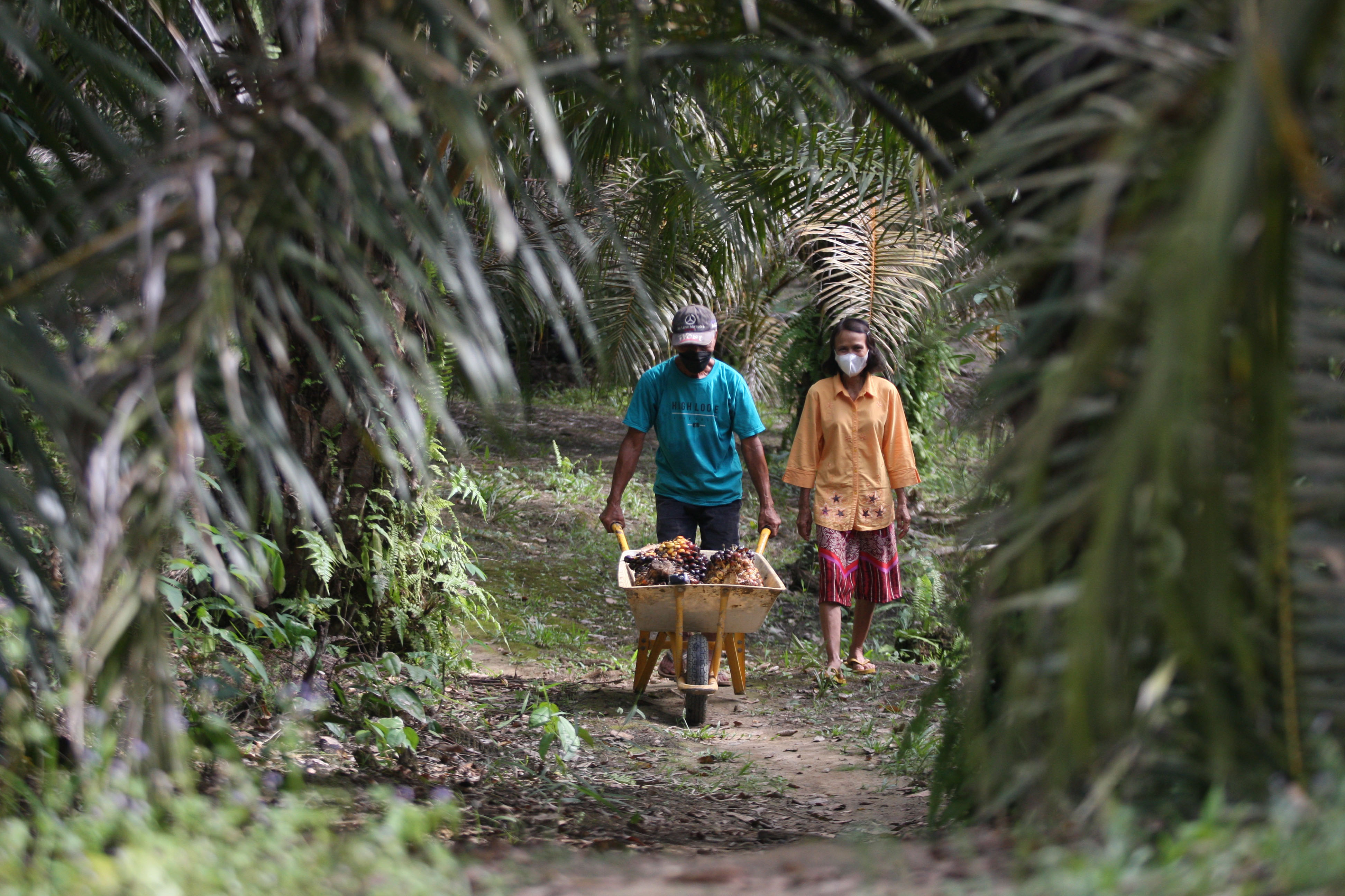 Petani sawit beraktivitas di area perkebunan wilayah Sambas, Kalimantan Barat.