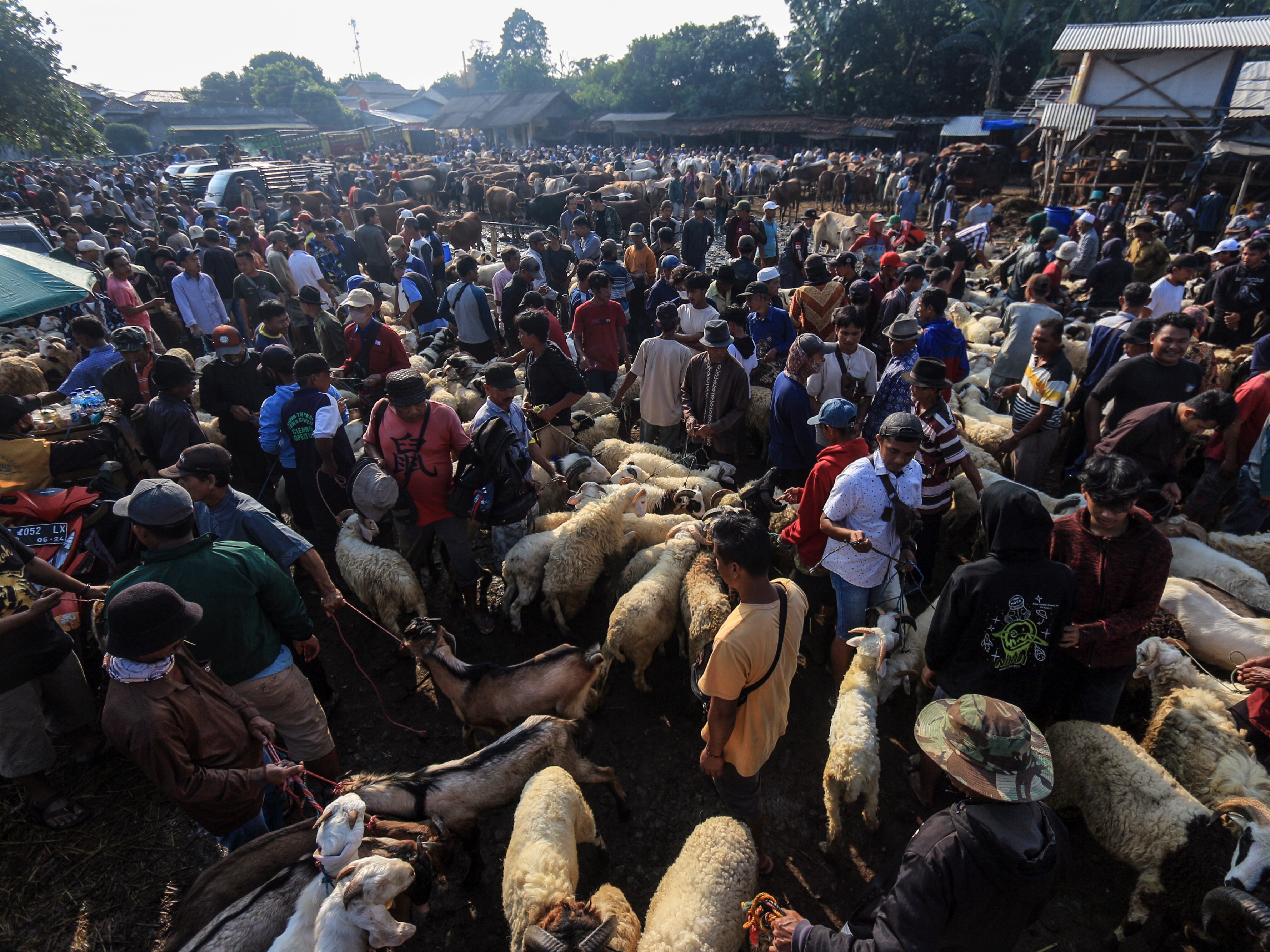Keuntungan Peternak Merosot saat Idul Adha akibat PMK