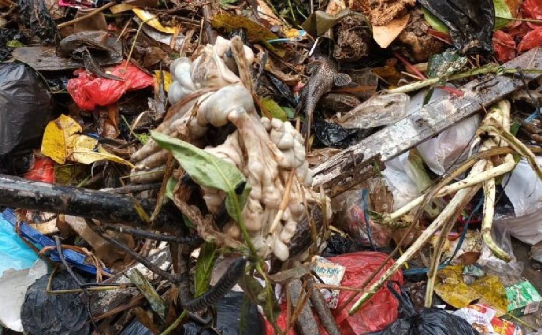 Jeroan yang dibuang di Kali Baru.