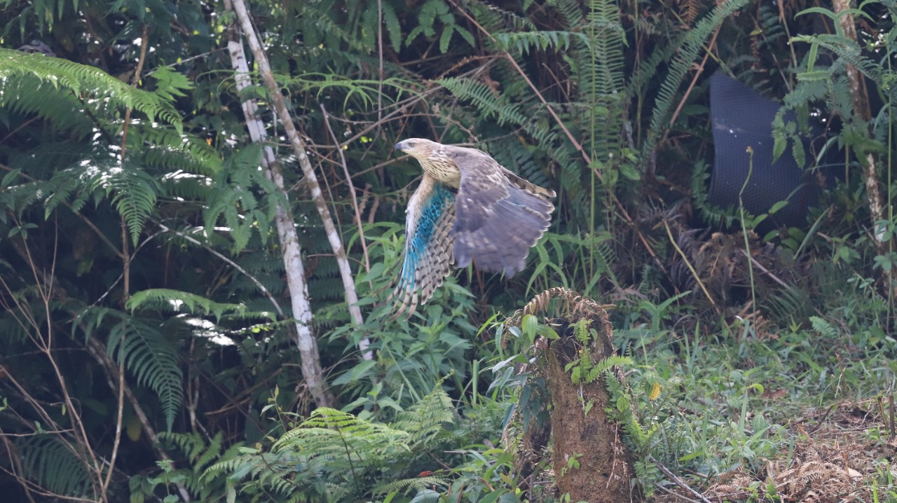 TNGHS Lepasliarkan Tiga Ekor Elang dan Tanam 1.000 Pohon di Gunung Botol