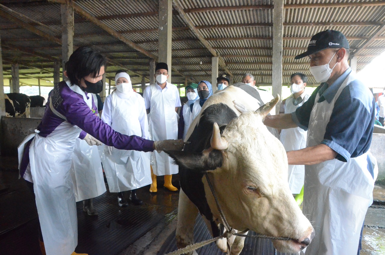  PERHATIAN SERIUS: Wabah PMK yang menjangkiti hewan ternak, menjadi perhatian serius Pemda Jatim menjelang Hari Raya Idul Adha 1443 H.