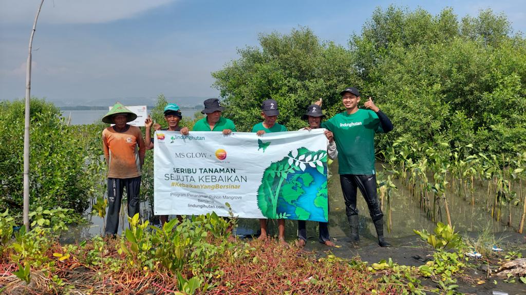 Kegiatan kampanye 1000 Tanaman Sejuta Kebaikan yang digelar MS Glow di kawasan hutang mangrove di Semarang, Jawa Tengah.