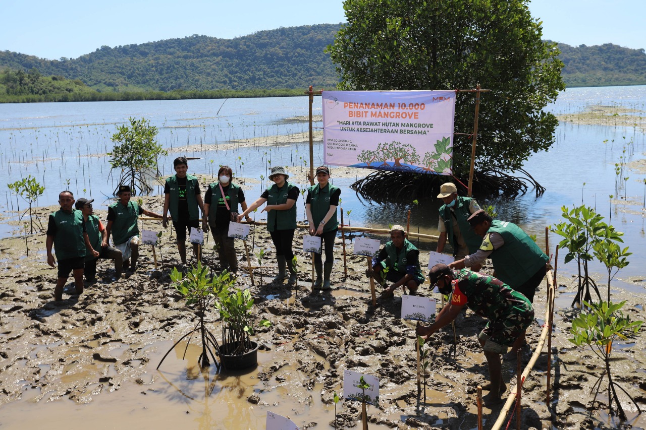 Kegiatan penanaman mangrove di Desa Golo Sepang, NTT