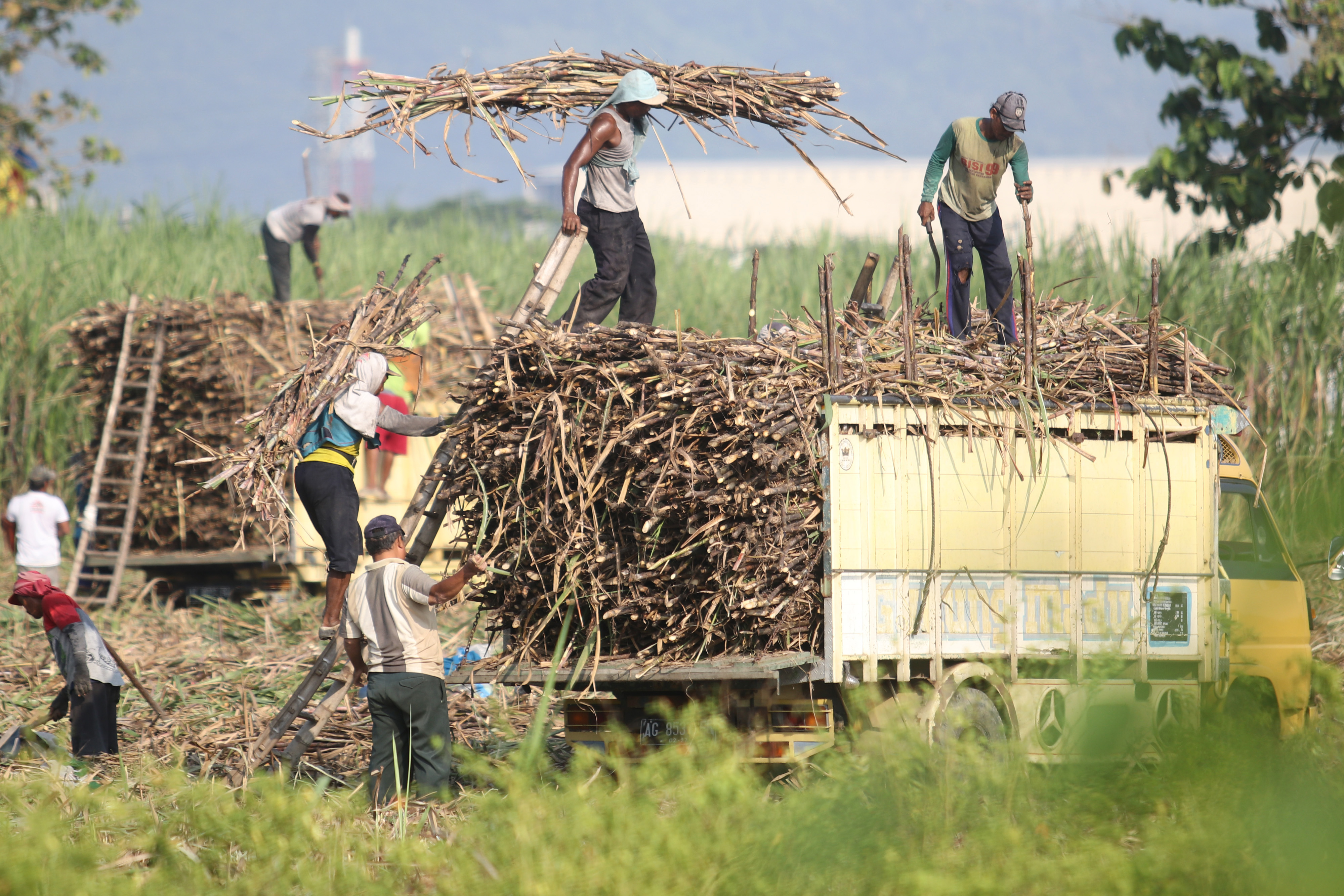 Panen tebu di Desa Kewadungan, Kediri, Jawa Timur