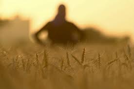 Ilustrasi: ladang gandum.