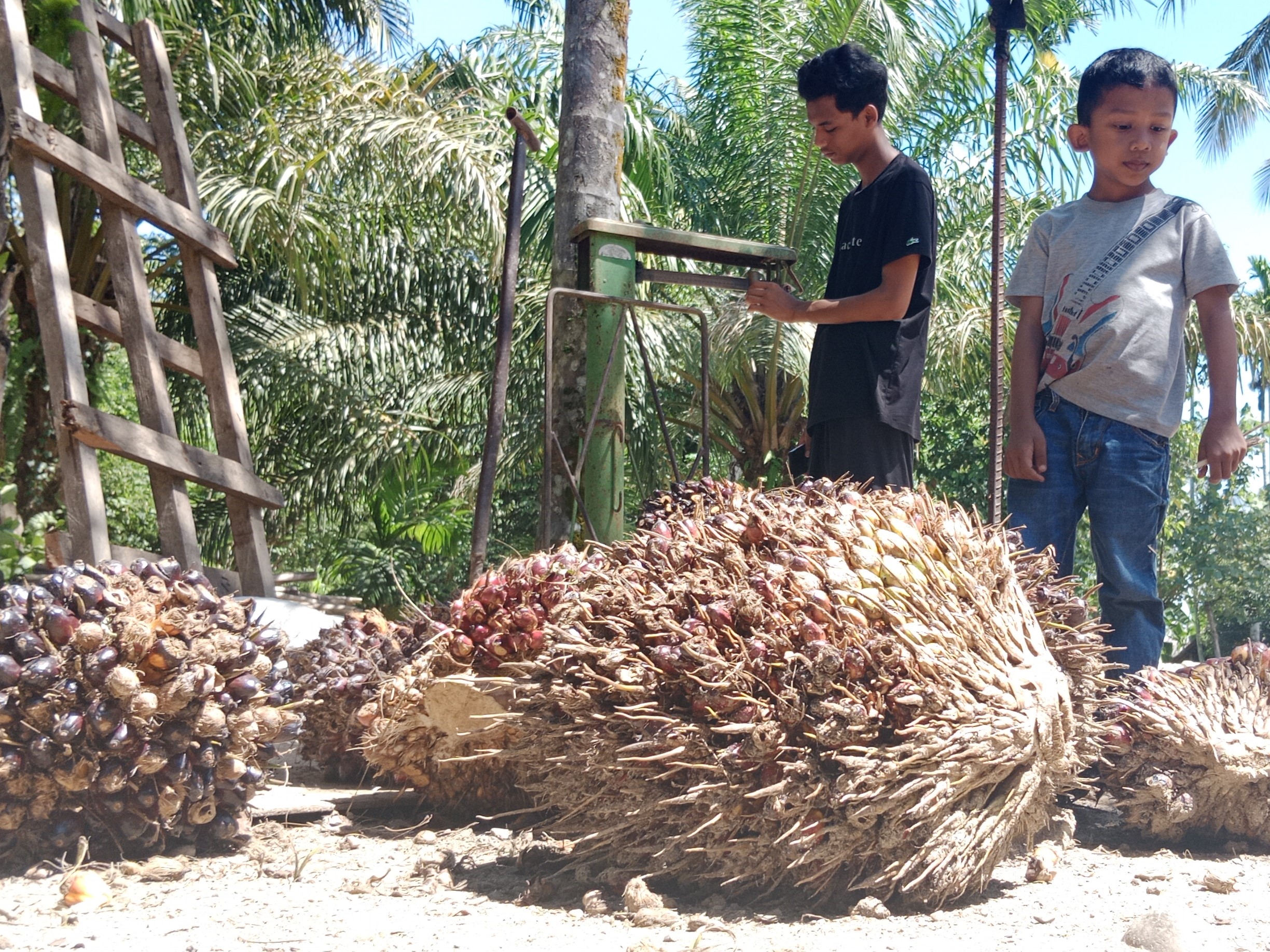 Harga Sawit Turun lagi, Petani Aceh Keluhkan Mendag Baru