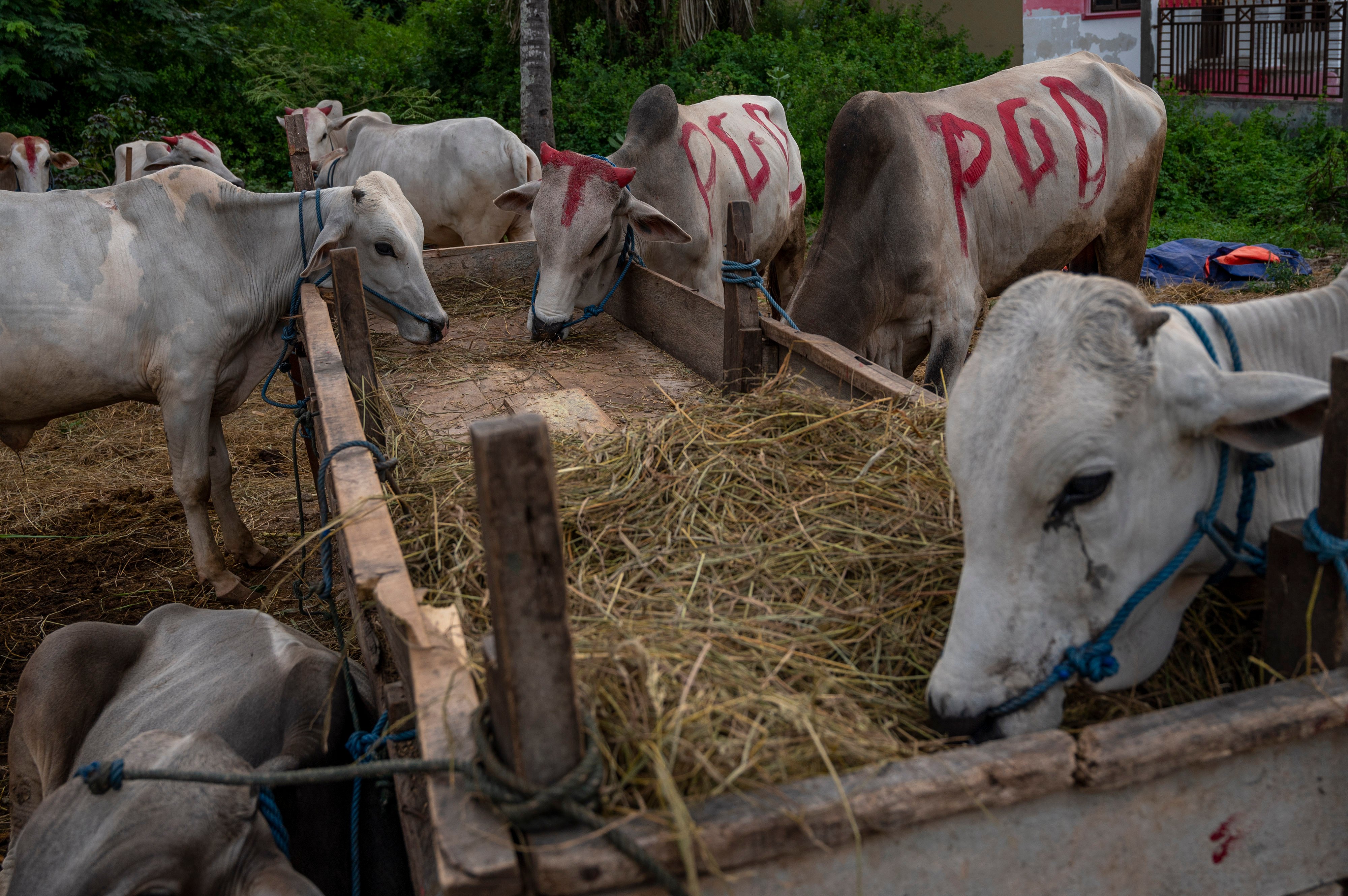 Sejumlah ternak sapi di tempat penjualan ternak untuk kurban di Desa Kalukubula, Sigi, Sulawesi Tengah, Rabu (6/7).