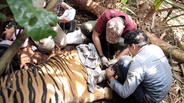 Ilustrasi rimbawan sedang melakukan operasi penyelawatan satwa dilindungi di Riau