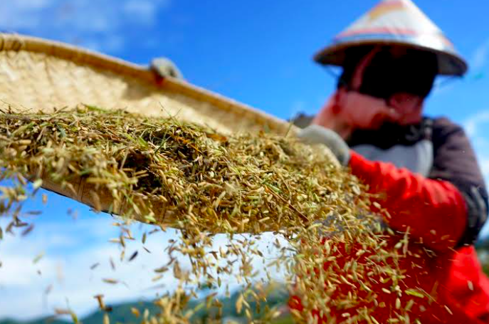 Riset Jadi Solusi Kesenjangan Hasil Tanaman Pangan di Indonesia