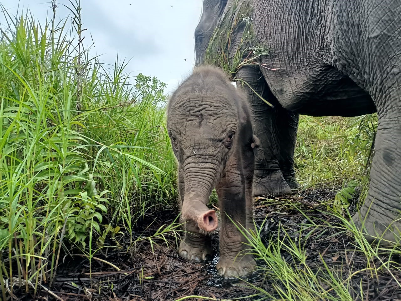 Bayi gajah yang lahir di Pusat Latihan Gajah (PLG) Jalur 21 Padang Sugihan.