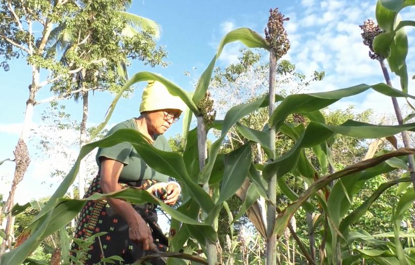 Budidaya Sorgum Upaya Atasi Stunting di Manggarai Timur.