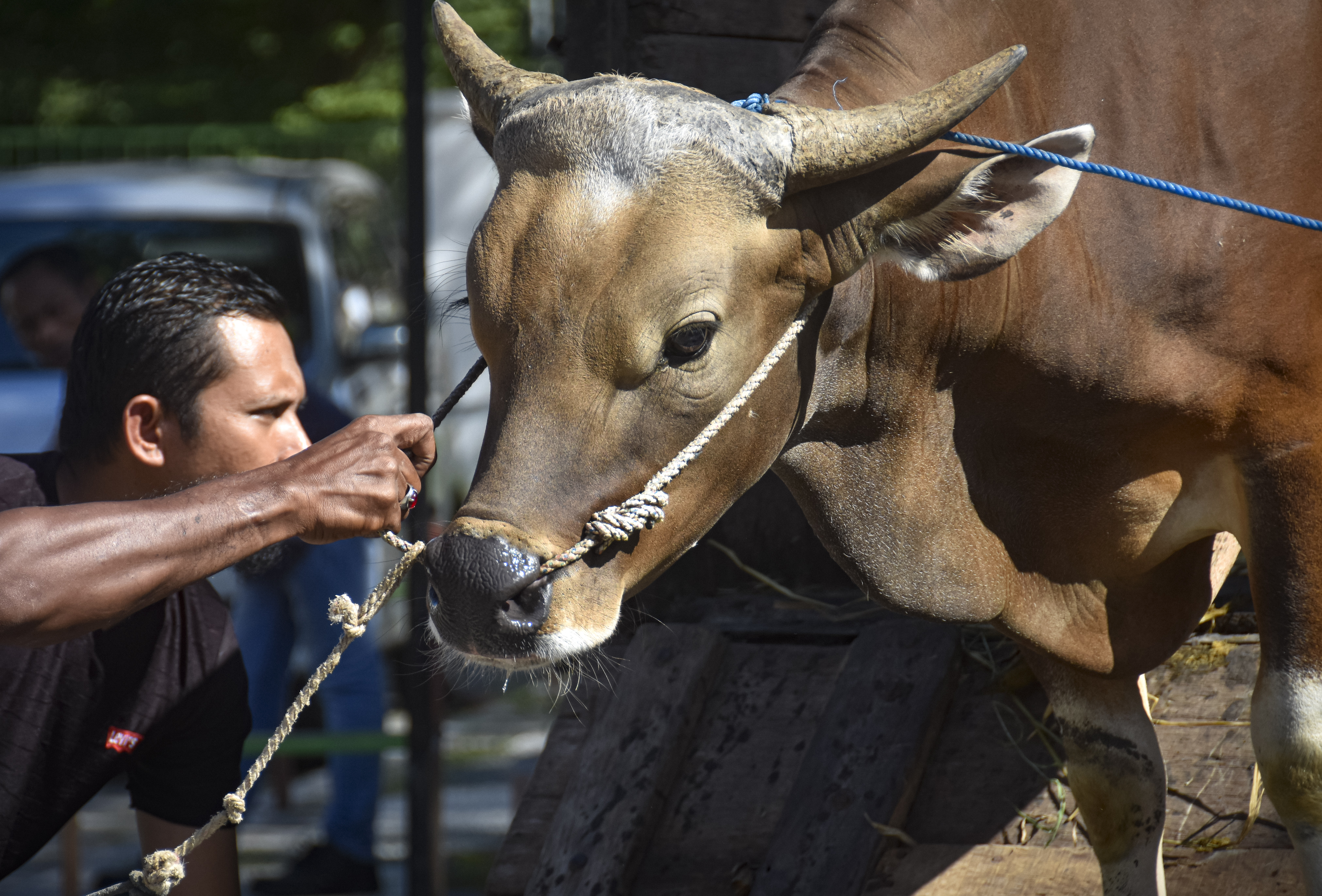 Pedagang menarik sapi kurban yang akan dijual.