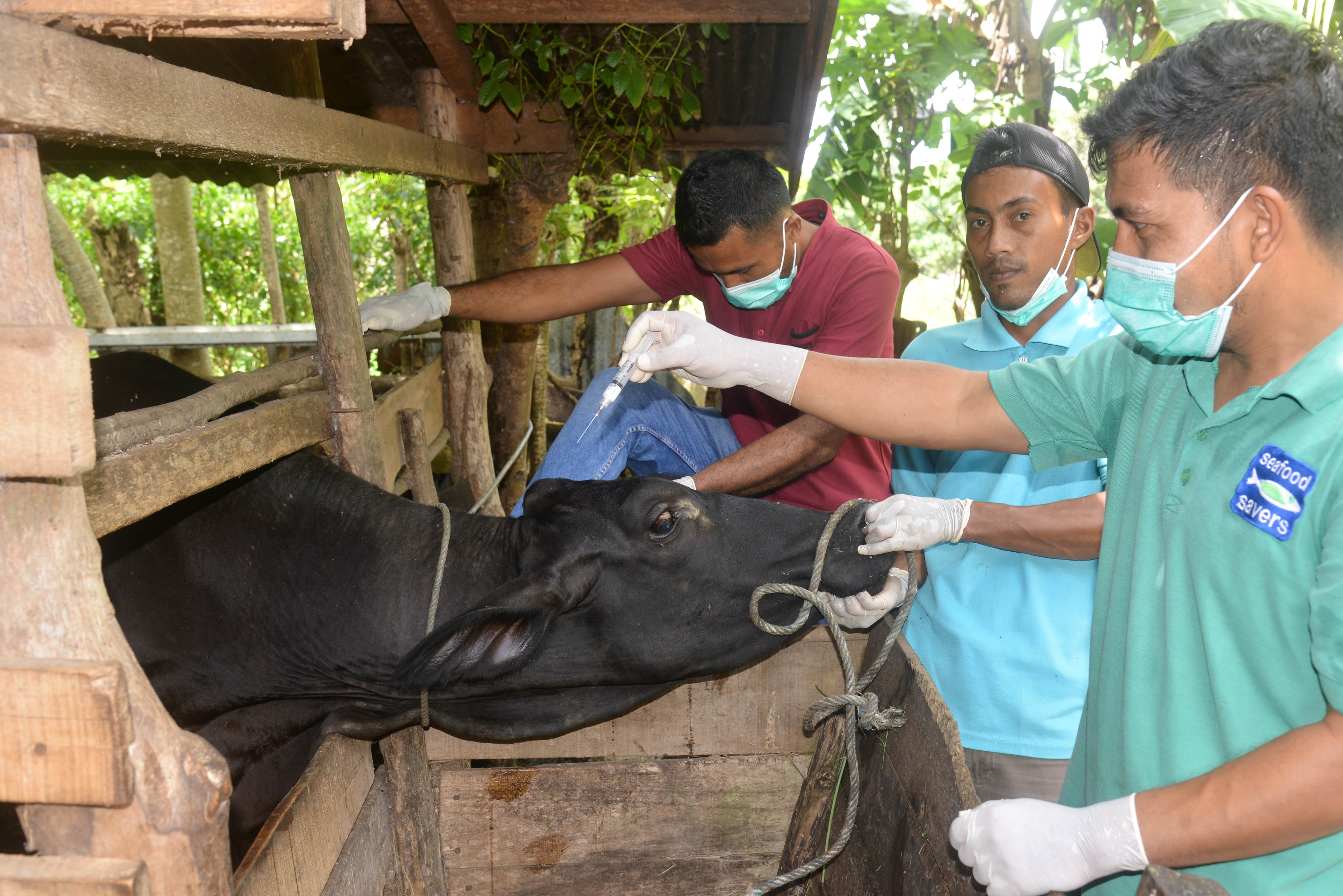 Ilustrasi: Dokter hewan Dinas Pertanian dibantu peternak menyuntikkan vaksin penyakit mulut dan kuku (PMK) tahap pertama