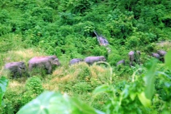 Ilustrasi kawanan gajah