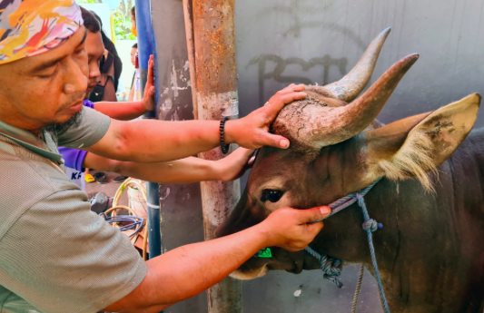 MUI: Idul Adha Momentum Internalisasi Hikmah Berkurban