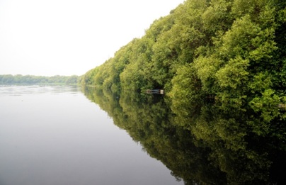 Kawasan mangrove di wilayah Riau yang jadi target restorasi.