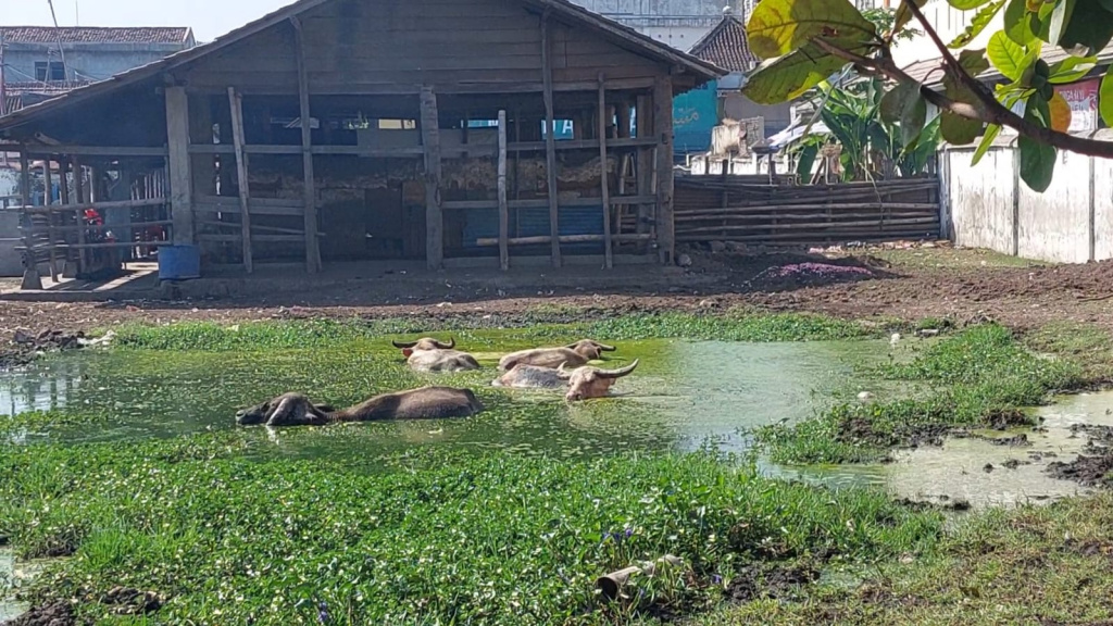 Kerbau bule milik Keraton Surakarta. 
