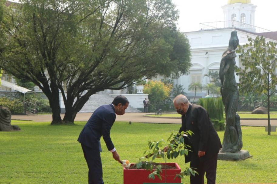 Presiden Jokowi dan Presiden Timor Leste Jose Manuel Ramos-Horta menanam pohon gaharu di halaman belakang Istana Bogor, Selasa (19/7). 