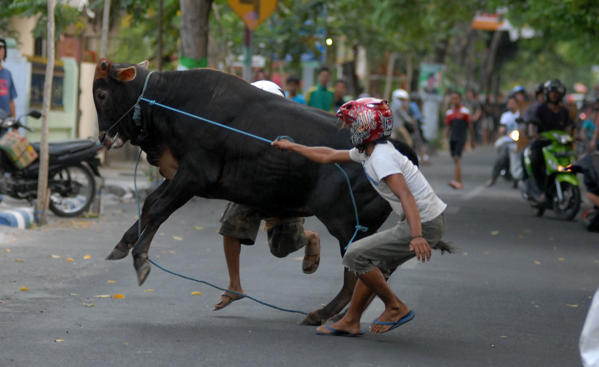 Mengamuk hingga Lukai 4 Orang, Hewan Kurban Terpaksa Ditembak
