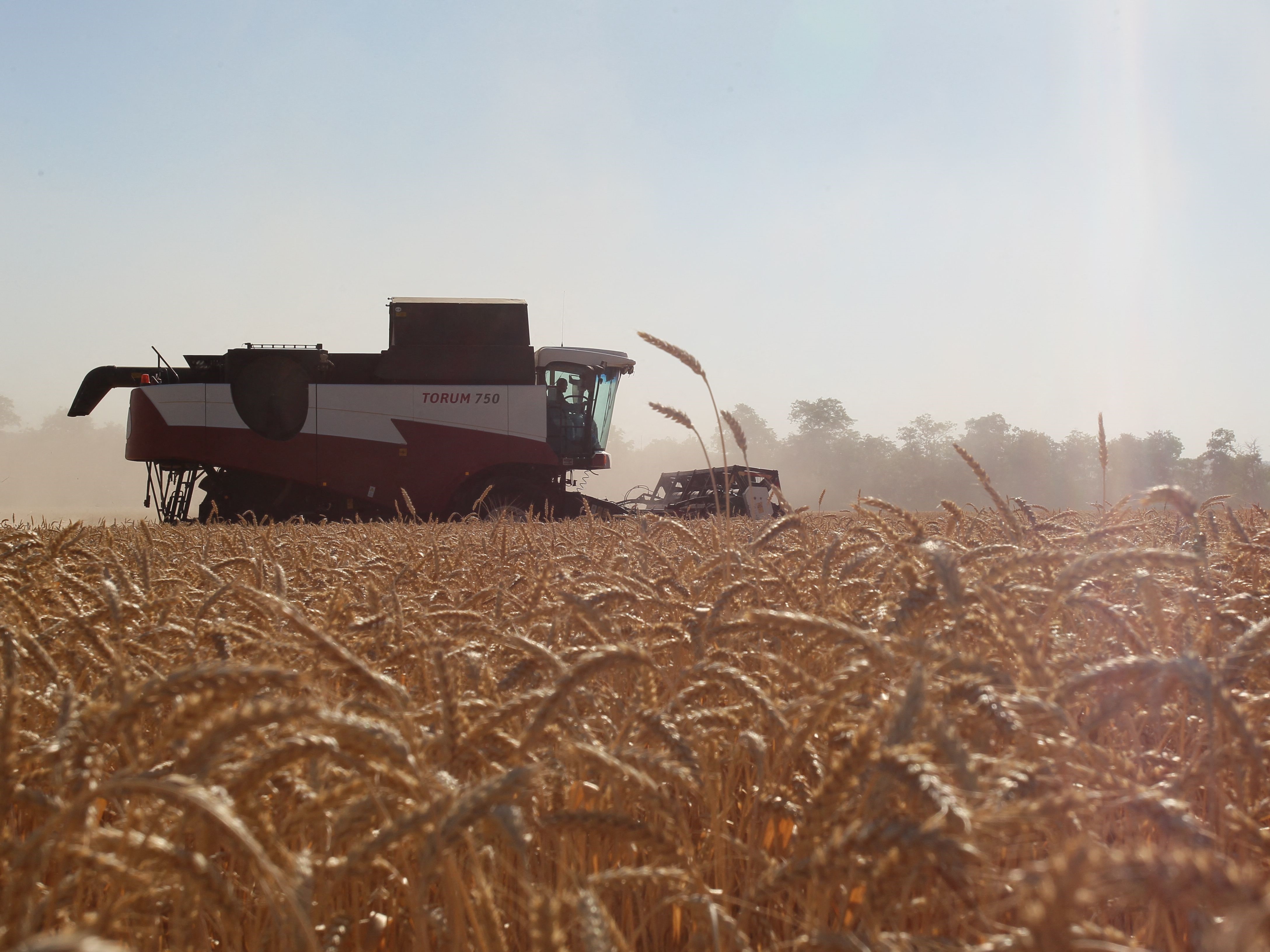 Petani memanen gandum di wilayah Rostov Rusia selatan.