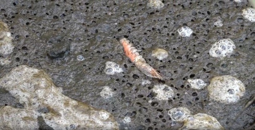 Air Laut Tercemar Limbah, Petambak Udang Alami Kerugian