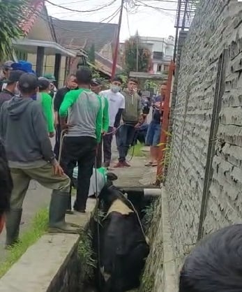Sejumlah warga berusaha menolong seekor sapi kurban yang terperosok selokan di Kampung Sukamaju, Desa Kayuambon Kecamatan Lembang