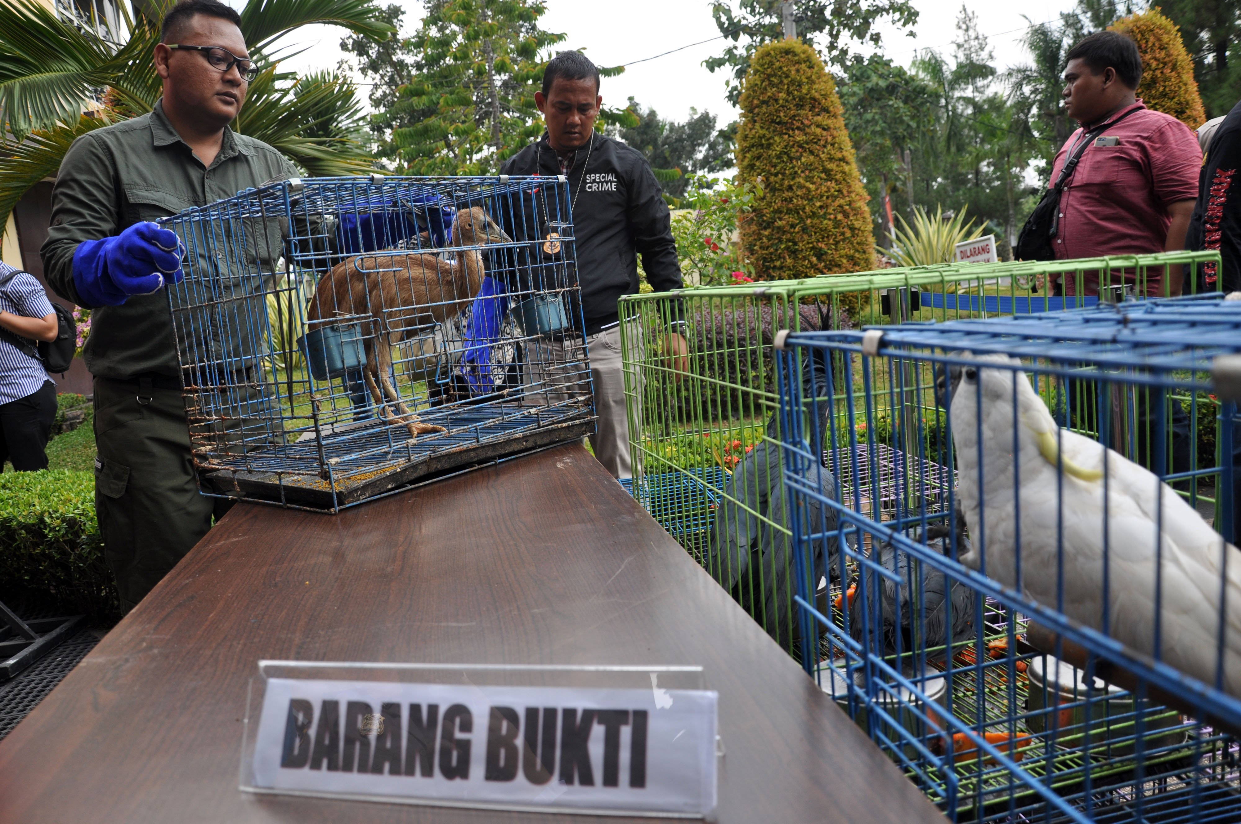 Petugas memperlihatkan seekor burung Kasuari Klambir Ganda (Casuarius casuarius) yang berada di dalam kandang di Mapolda Sumut, Medan.