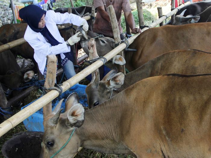 Dokter hewan dari Dinas Pertanian dan Peternakan Pemerintah Kota Bengkulu memeriksa kesehatan dan jumlah gigi sapi kurban.