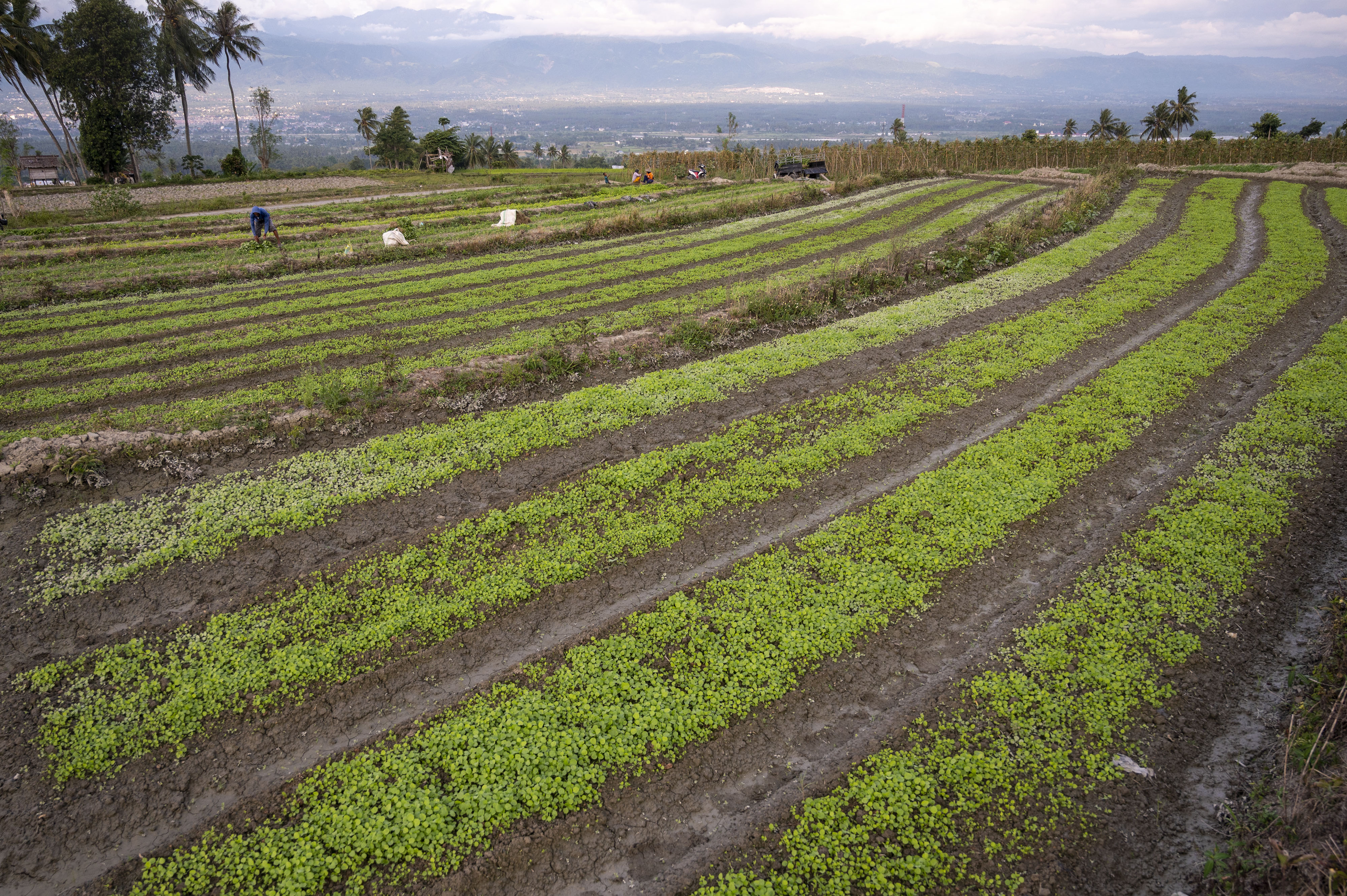 Sulteng Siap Menjadi Daerah Penyangga Pangan IKN Nusantara