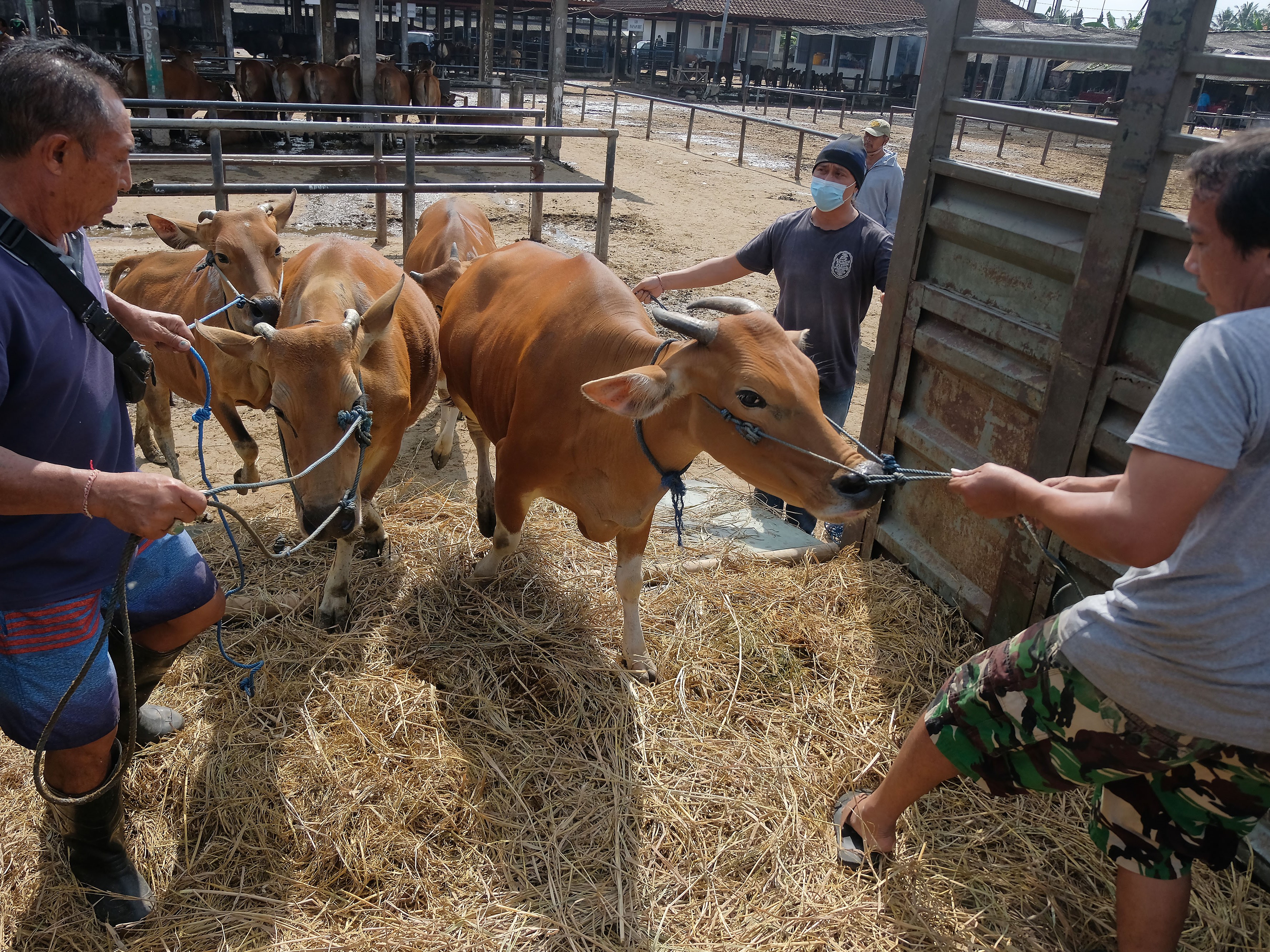 Pekerja menggiring sapi Bali ke atas truk untuk dikirim ke Rumah Potong Hewan (RPH) Kota Denpasar di Pasar Hewan Beringkit, Badung, Bali.