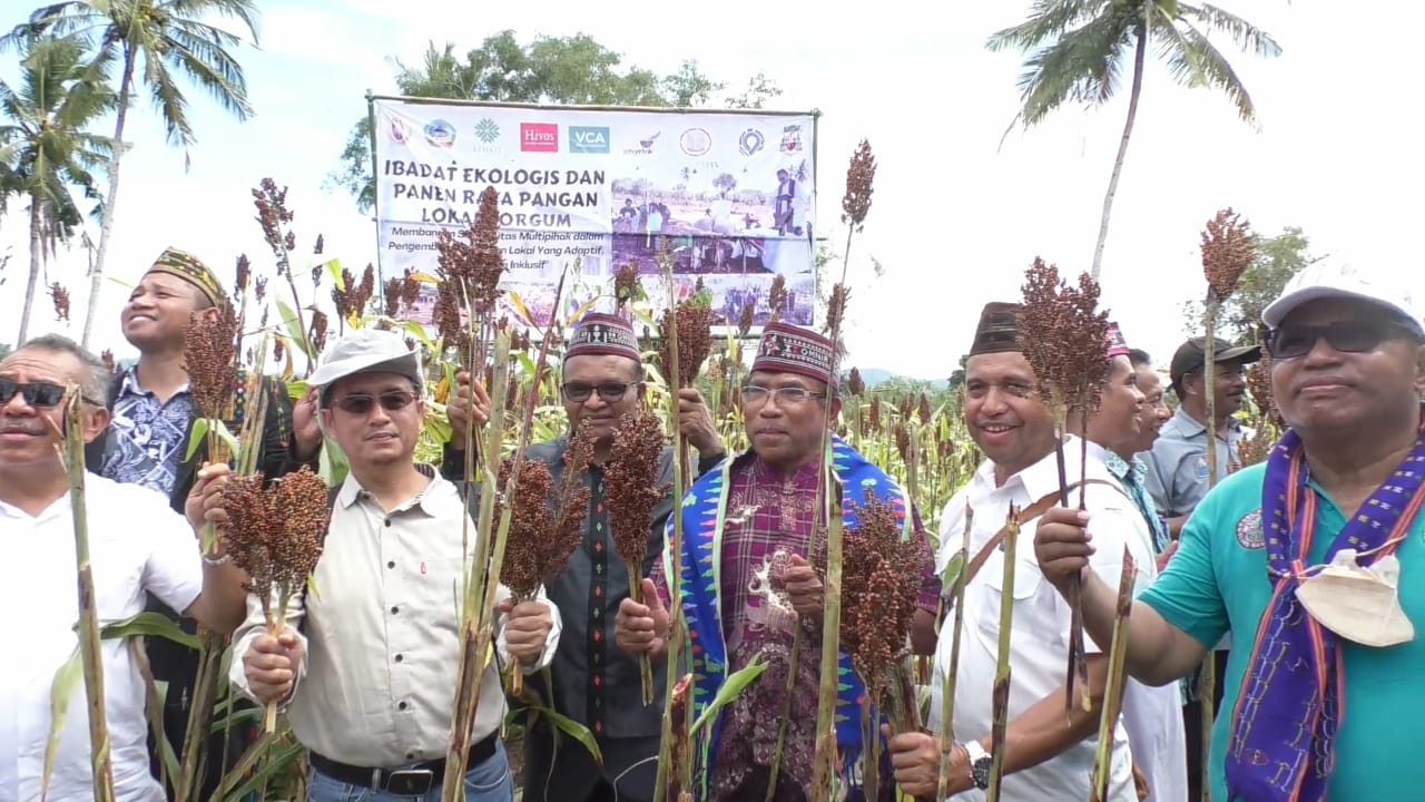 Panen sorgum di kebun milik Gereja Katolik Dampek, Kecamatan Lamba Leda.