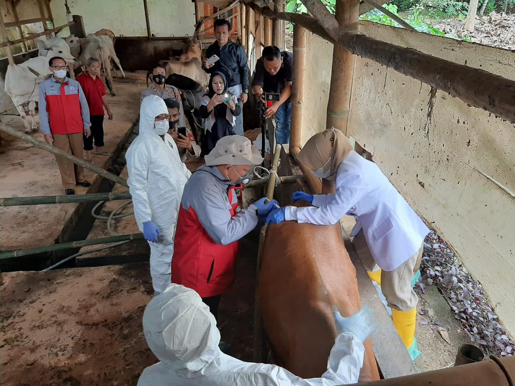 Ilustrasi penyuntikan ternak sapi dengan vaksin PMK