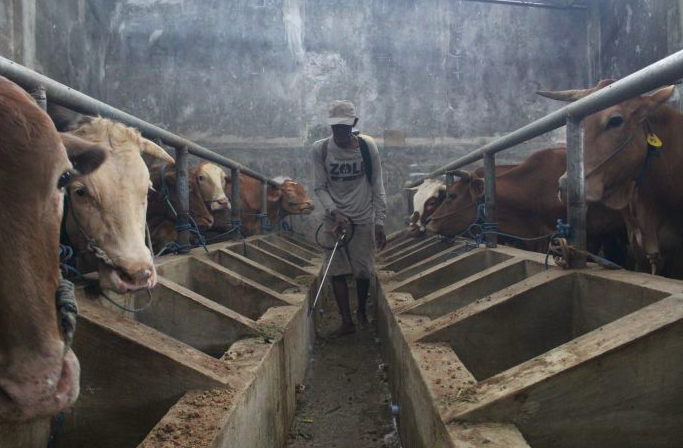 Fitur Tokopedia Qurban dalam e-commerce Tokopedia.