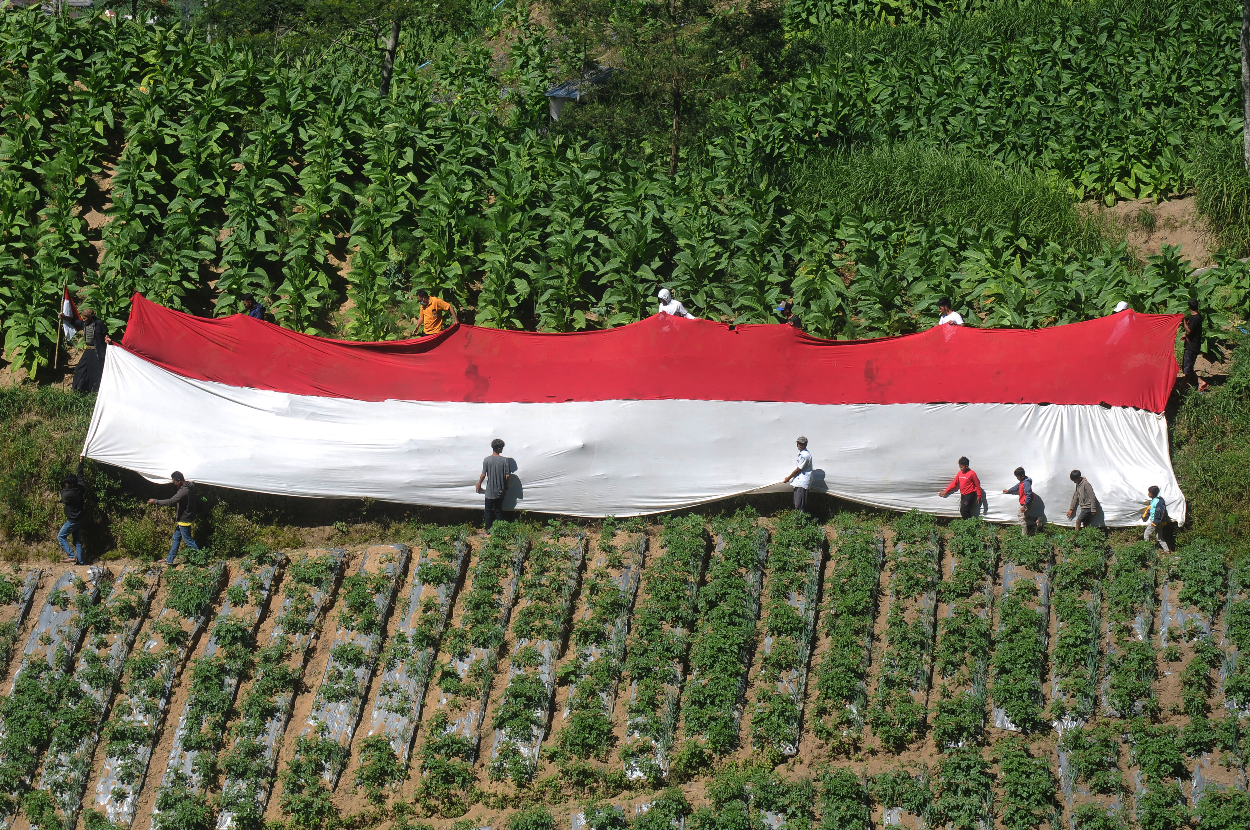 Sejumlah warga membentangkan Bendera Merah Puti di lahan pertanian kaki gunung.