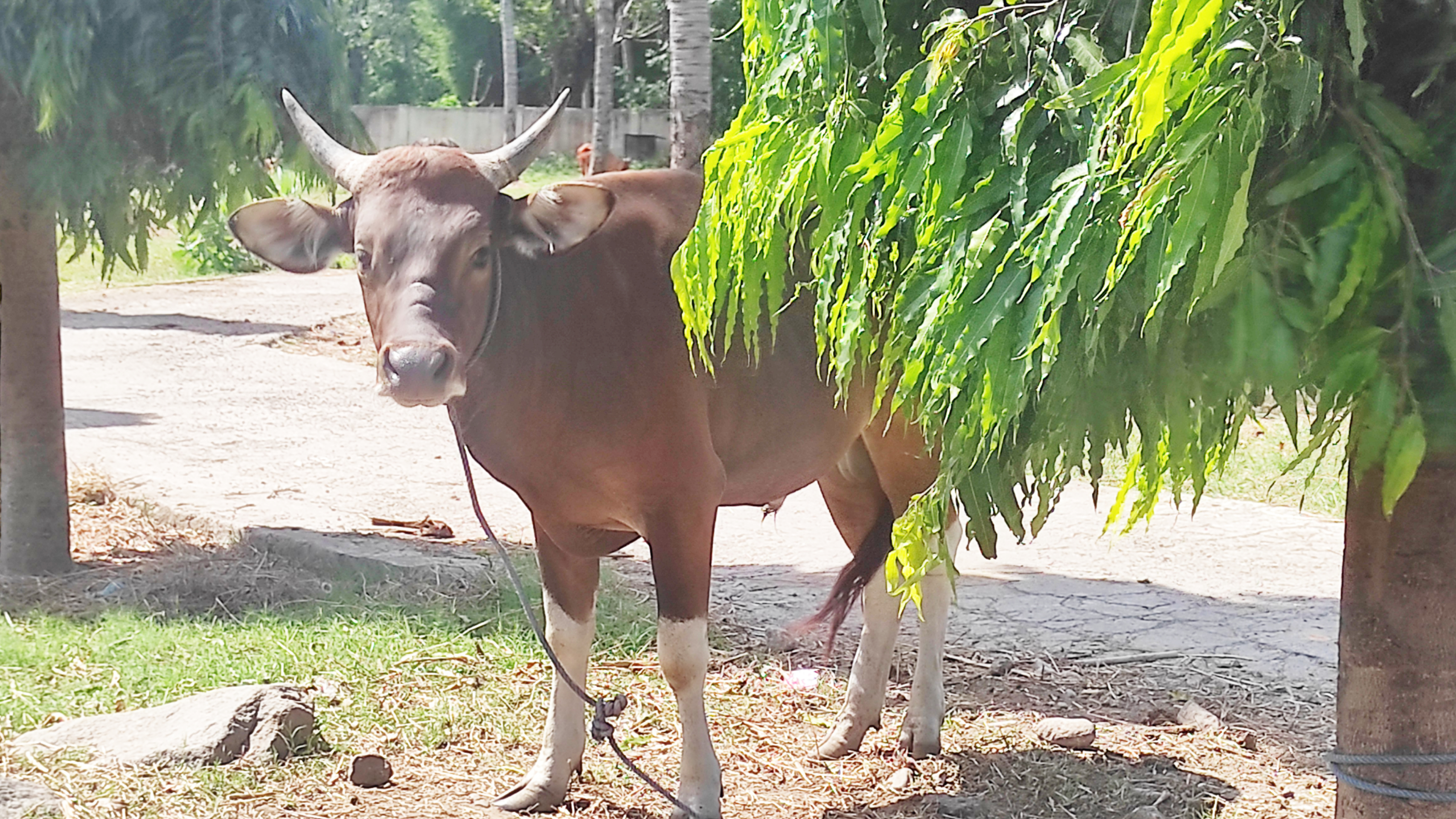 Kasus PMK belum ditemukan di Kabupaten Sikka, NTT.