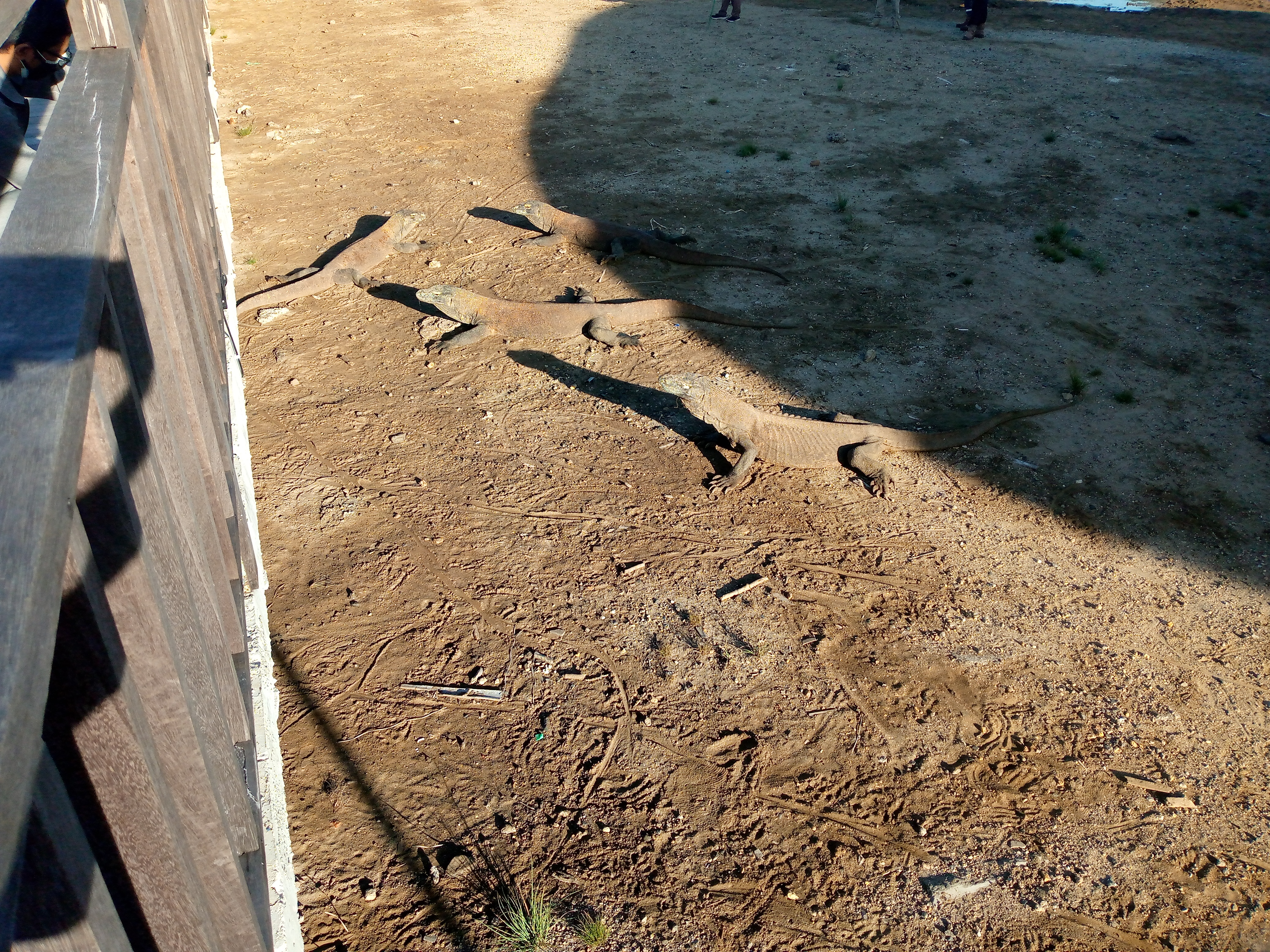 Populasi hewan komodo di Taman Nasional Komodo terjamin stabil dengan total 3.000-an ekor komodo hidup di alam liar.