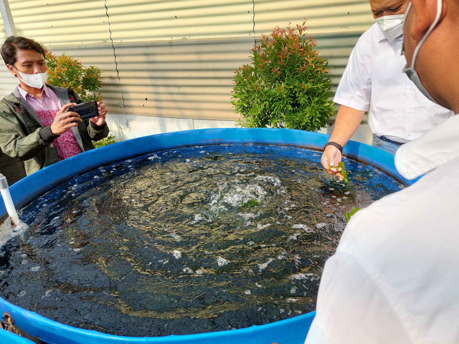 Budi daya selada laut