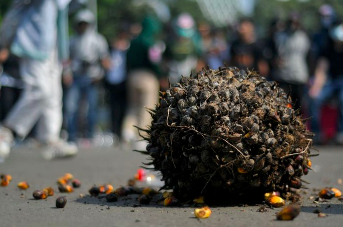Kelapa sawit yang dibawa pengunjukrasa menuntut perbaikan tata kelola produk sawit dan turunannya.