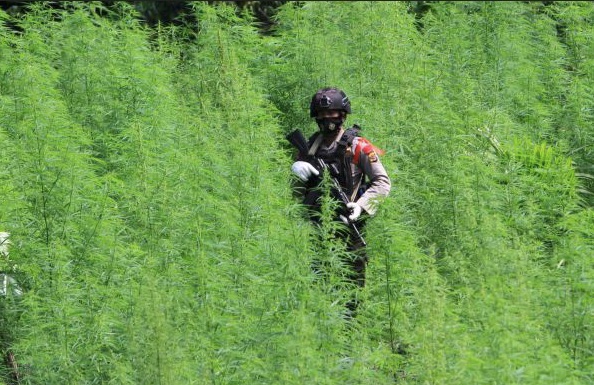 Polisi di tengah ladang Ganja