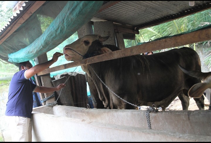 Sapi kurban jenis Simental dari Presiden Joko Widodo