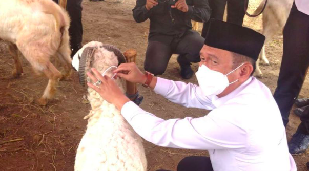Sebelum Beli, Harap Periksa Dokumen Kesehatan Hewan Kurban