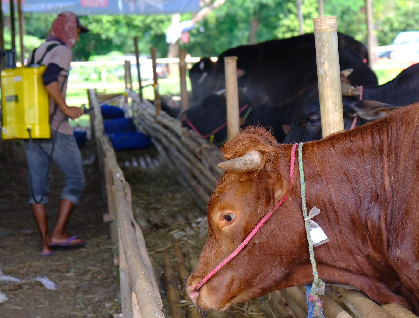 Wilmar Distribusikan Bantuan 148 Hewan Kurban