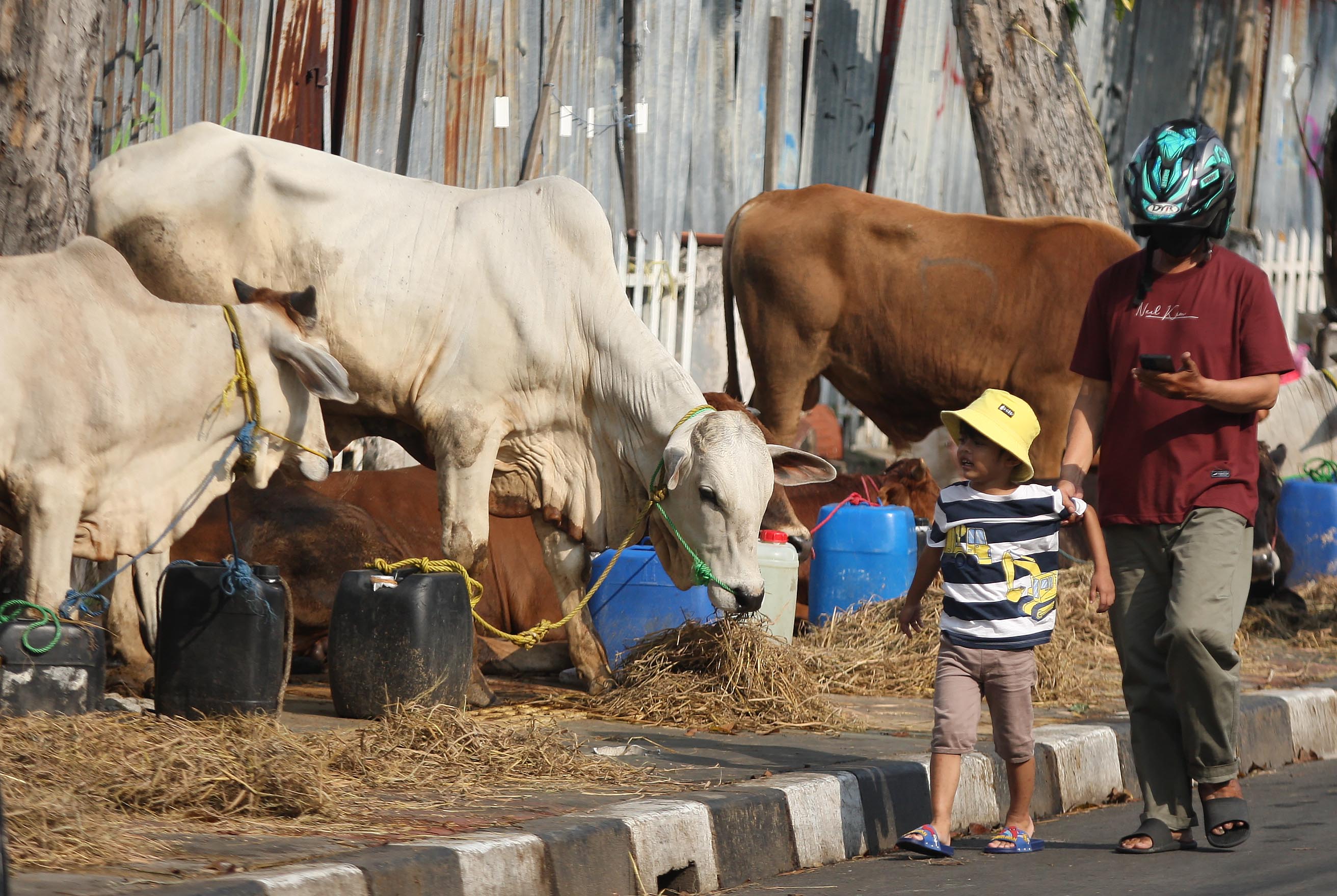 Puluhan sapi kurban berjajar di atas trotoar di kawasan Cempaka Putih, Jakarta. 